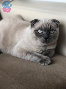 Scottish Fold Blue Point Erkek Kedimize Dişi Eş Arıyorum