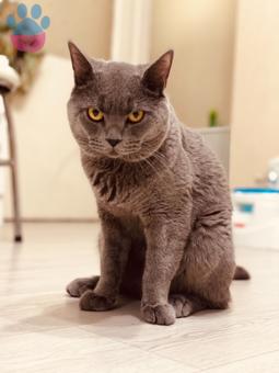 British Shorthair Oğluma Dişi Adayları Bekliyoruz