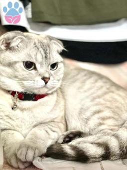 Scottish Fold 2 Yaşında Kızıma Eş Arıyorum