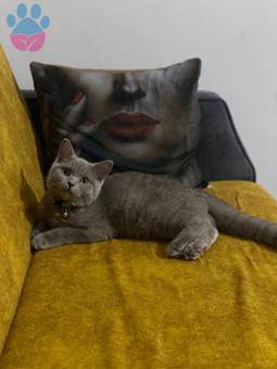 British Shorthair 5 Aylık Erkek Kedime Eş Arıyorum