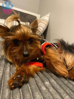 Yorkshire Terrier Oğluma Eş Arıyorum