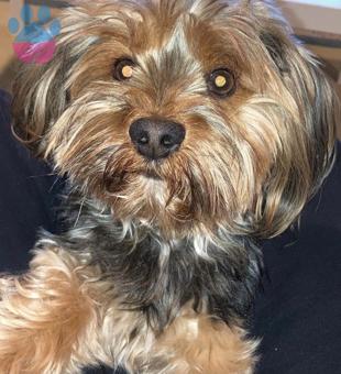 Yorkshire Terrier Leo İçin Eş Arıyoruz