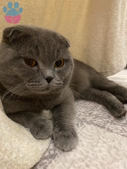 Scottish Fold Kedime Eş Arıyorum 1,5 Yaşında