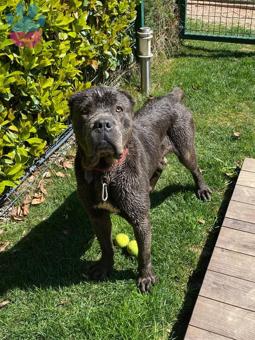 Cane Corso Cinsi Oğlumuza Eş Arıyoruz