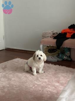 Maltese Terrier 4 Yaşında Oğluma Eş Arıyorum