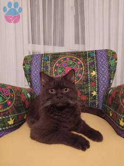 British Shorthair Oğlumuza Eş Arıyoruz