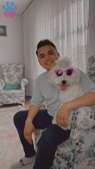 Maltese Terrier 10 Aylık Oğlumuza Eş Arıyoruz