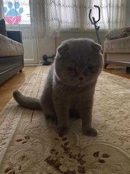 Scottish Fold 11 Aylık Oğlum İçin Eş Arıyorum