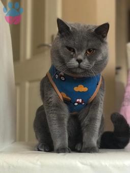 British Shorthair Cinsi Oğlumuza Eş Arıyoruz