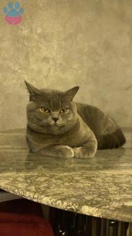 11 Aylık British Shorthair Oğlumuza Eş Arıyoruz