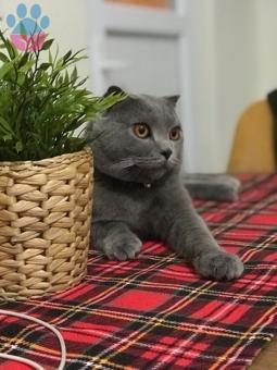 1 Yaşında Scottish Fold Oğluma Eş Arıyoruz