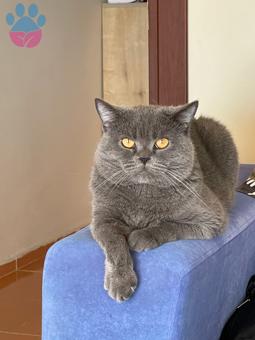 British Shorthair Oğluma Eş Arıyorum 2 Yaşında