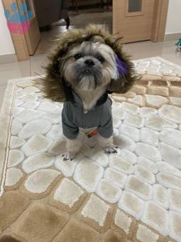 Shih Tzu Romeo Oğluma Eş Arıyorum