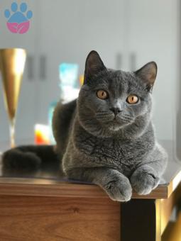 2 Yaşında British Shorthair Oğluma Eş Arıyorum