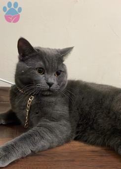 British Shorthair Oğlumuza Eş Arıyoruz 10 Aylık