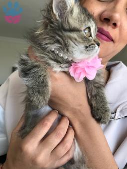 Kedi Eş Chinchilla Cinsi Kızımıza Damat Bakıyoruz