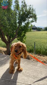 American Cocker Spaniel Oğlum Max’e Eş Arıyoruz