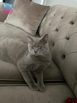 British Shorthair Oğlumuza Eş Arıyoruz 9 Aylık