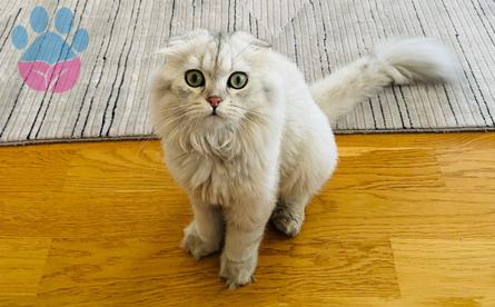 Scottish Fold Oğlumuza Eş Arıyoruz 7 Aylık