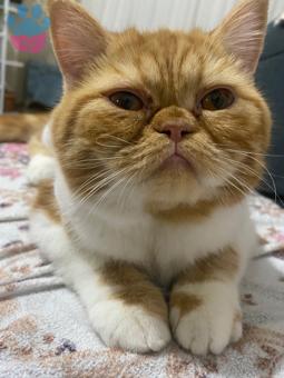 Exotic Shorthair Oğluma Eş Arıyorum 1 Yaşında