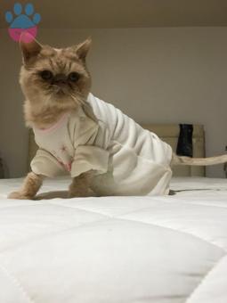 Exotic Shorthair Cinsi Oğluma Eş Arıyorum