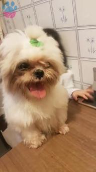 Shih Tzu Kızıma Eş Arıyorum