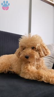 Toy Poodle Oğlum RUDDY’e Eş Arıyorum