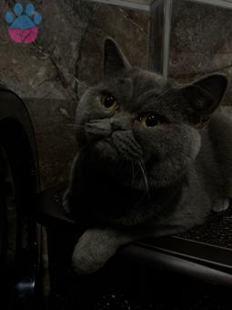 British Shorthair Kızıma Eş Arıyorum