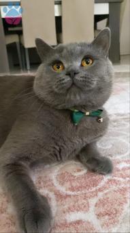 British Shorthair 3 Yaşında Oğluma Eş Arıyorum