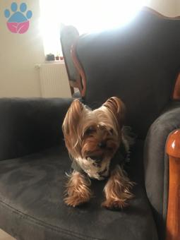 Yorkshire Terrier Oğlumuza Yakın Çevrede Eş Arıyoruz