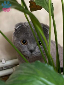 Scottish Fold Oğlumuza British Dişi Arıyoruz