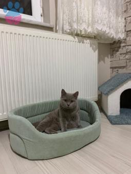 British Shorthair 1 Yaşında Kedime Eş Arıyoruz