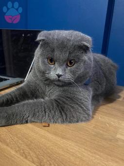 Künefe Oğlum İçin British Shorthair ve Longhair Eş Arıyoruz