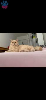 British Shorthair  9 Aylık Kızgınlığa Yeni Girdi