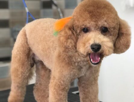 Toy Poodle 1 Yaşında 7 kg Kızgınlıkta