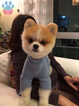 Pomeranian Boo Oğluma Eş Arıyorum