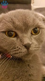 Scottish British Fold