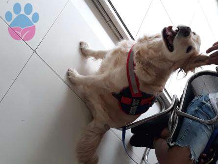 Antalya&#8217;da Golden Retriever Kızımıza Eş Arıyoruz