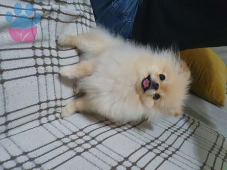 Pomeranian Boo Teddybear