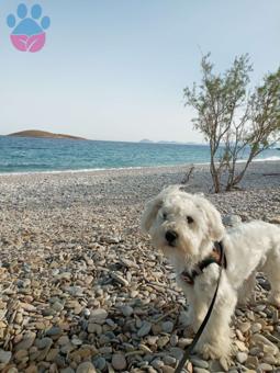 Maltese Terrier Oğlumuza Dişi Arıyoruz