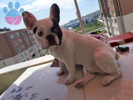 18 Aylık Aşıları Tam French Bulldog Oğlumuz