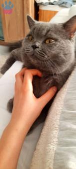 1.5 Yaşında British Shorthair Oğluma Eş Arıyoruz