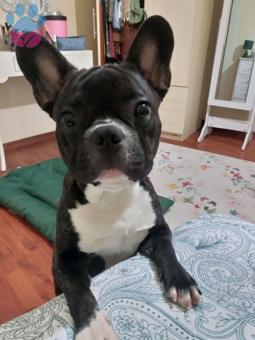 French Bulldog Oğlumuza Dişi Eş Arıyoruz