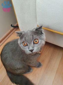 Dişi British Shorthair Eş Arıyorum