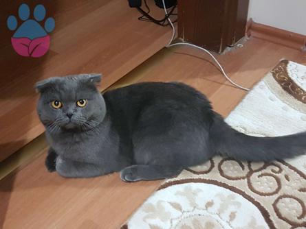 Scottish Fold Oğlumuza British Shorthair Eş Arıyoruz