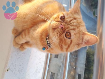 Balıkesir&#8217;de Exotic Shorthair Cinsi Oğluma Eş Arıyorum