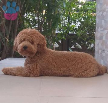 14 Aylık Erkek Toy Poodle Oğlumuza Eş Arıyoruz