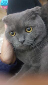 Scottish Fold Oğlumuza Eş Arıyoruz 2 Yaşında