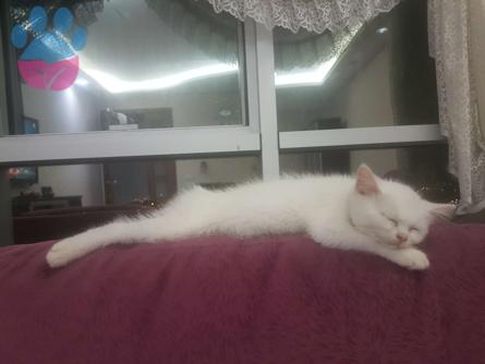 Tokat British Shorthair Erkek Kedime Eş Arıyorum