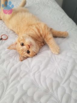 11 Aylık Safkan British Shorthair Oğluma Eş Arıyorum